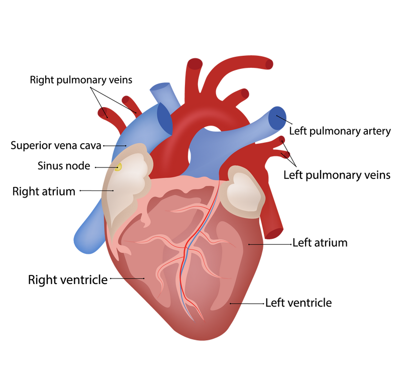 Heart anatomy 01