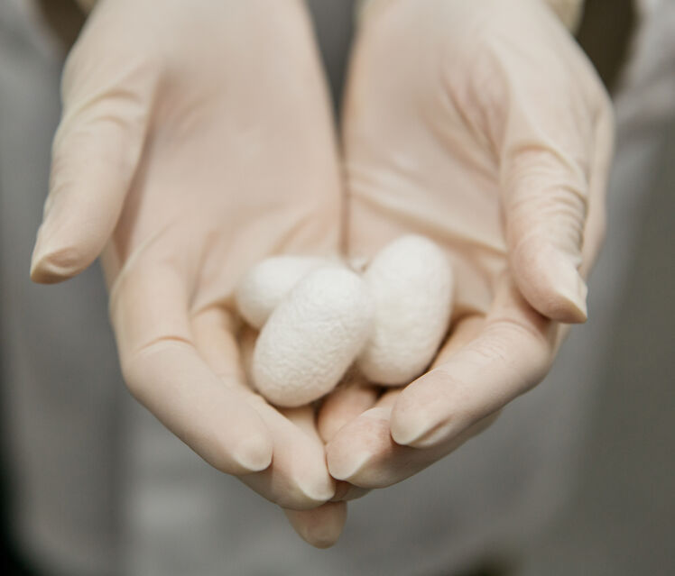 Silk-cocoon-3