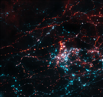 Cardiovascular-Neuroscience-banner